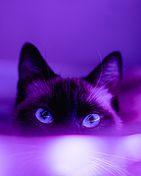 purple_y